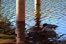 Ducks napping under the pier 2.jpg