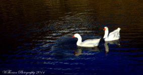 Geese on Farmington Pond 2.jpg