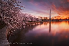 cherry_blossom_washington_dc_sunrise.jpg