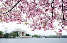 cherry-blossoms-jefferson-memorial-washington-dc.jpg