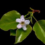 Pear Flower-1.jpg