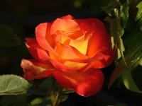 Rose4.jpg