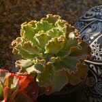 Escheveria.jpg