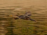 Cormorant.jpg