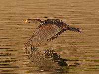 Cormorant2.jpg