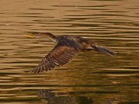Cormorant3.jpg
