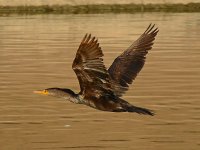 Cormorant5.jpg