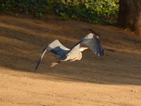 Crane4.jpg