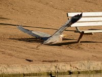 Crane5.jpg