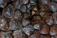 Pine Cone -20.jpg