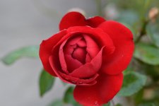 DSC_1303.jpg