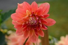 DSC_1319.jpg