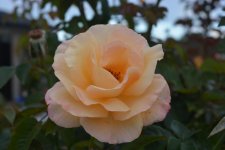 DSC_1299.jpg