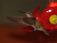 Hummer.jpg