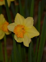 Daff.jpg