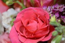 DSC_0803.jpg