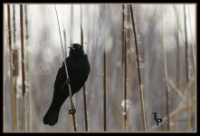 Day 75 Redwinged Black Bird. .jpg