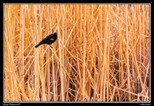 Day75Bird.jpg