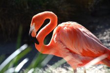 Flamingo #1.jpg