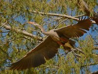 Heron6.jpg