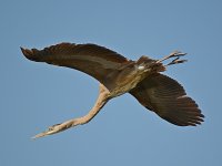Heron16.jpg