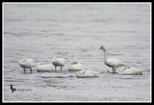 Day 76 Family of Tundra Swans.jpg