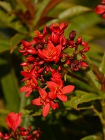 RedFlower.jpg