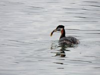 DSCN9742a.jpg