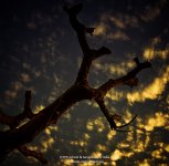 branch-1.jpg