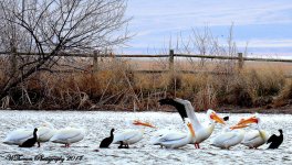 Pelicans and Black Birds on Pond 2.jpg