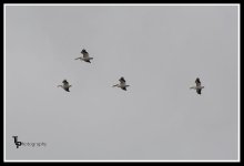 Day 76 Pelicans Flying.jpg