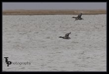 Day 76 Flying Ducks.jpg