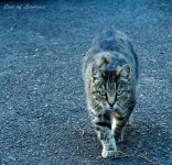 Hood Cat 4 LOL.jpg