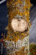Love Lichen LOL.jpg
