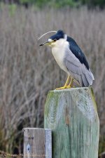 DSC_1149.jpg