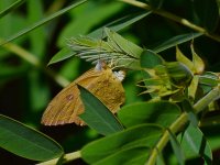 Butterfly.jpg