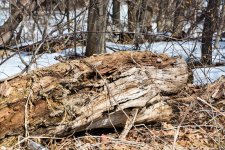 DSC_7896.JPG