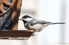 DSC_7907.JPG