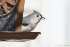DSC_7908.JPG