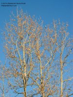 077 Tree-140418_01.jpg