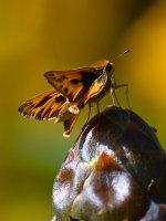 Moth.jpg