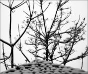 snow 2013.jpg