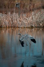 DSC_1145-20140318.jpg