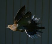 Dove.jpg