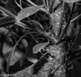 Bonsai 3 (1 of 1).jpg