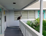 Peacock 6.jpg