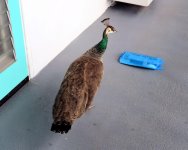 Peacock 4.jpg
