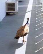 Peacock 2.jpg