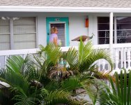 Peacock 7.jpg