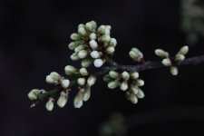 spring sprouts3.jpg